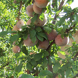 Prunus Pluot 'Dapple Dandy'